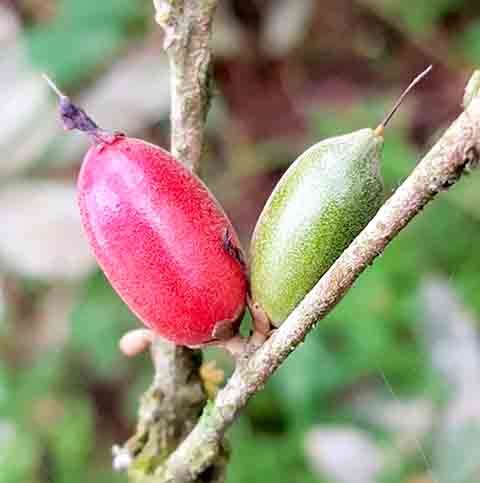 Um estudo com camundongos destacou que a planta pode trazer benefícios à saúde. Entre eles, reduzir o estresse metabólico relacionado a condições como obesidade, síndrome metabólica, diabetes e câncer.