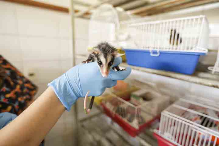 O animal se beneficia do calor das construções, da oferta constante de alimentos nos lixos, hortas e fruteiras domésticas e da ausência de predadores naturais. 
