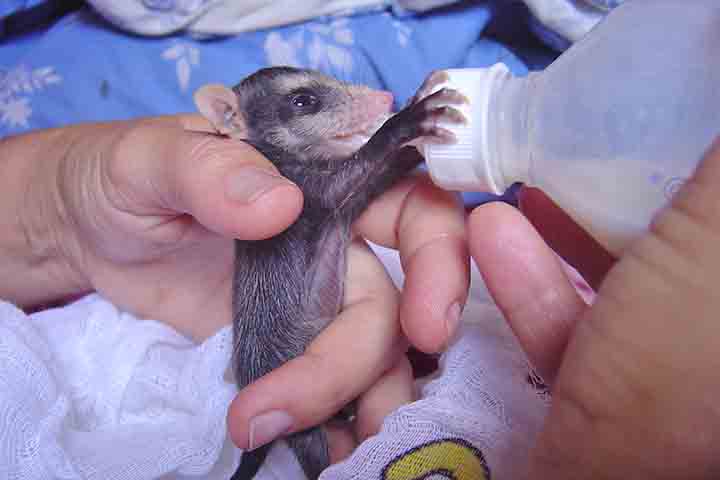 Onívoro por natureza, o saruê come praticamente de tudo: frutas, insetos, pequenos vertebrados, ovos e restos de comida deixados pelos humanos.  Essa dieta variada explica em parte sua capacidade de ocupar ambientes tão distintos, da mata fechada aos quintais domésticos.
