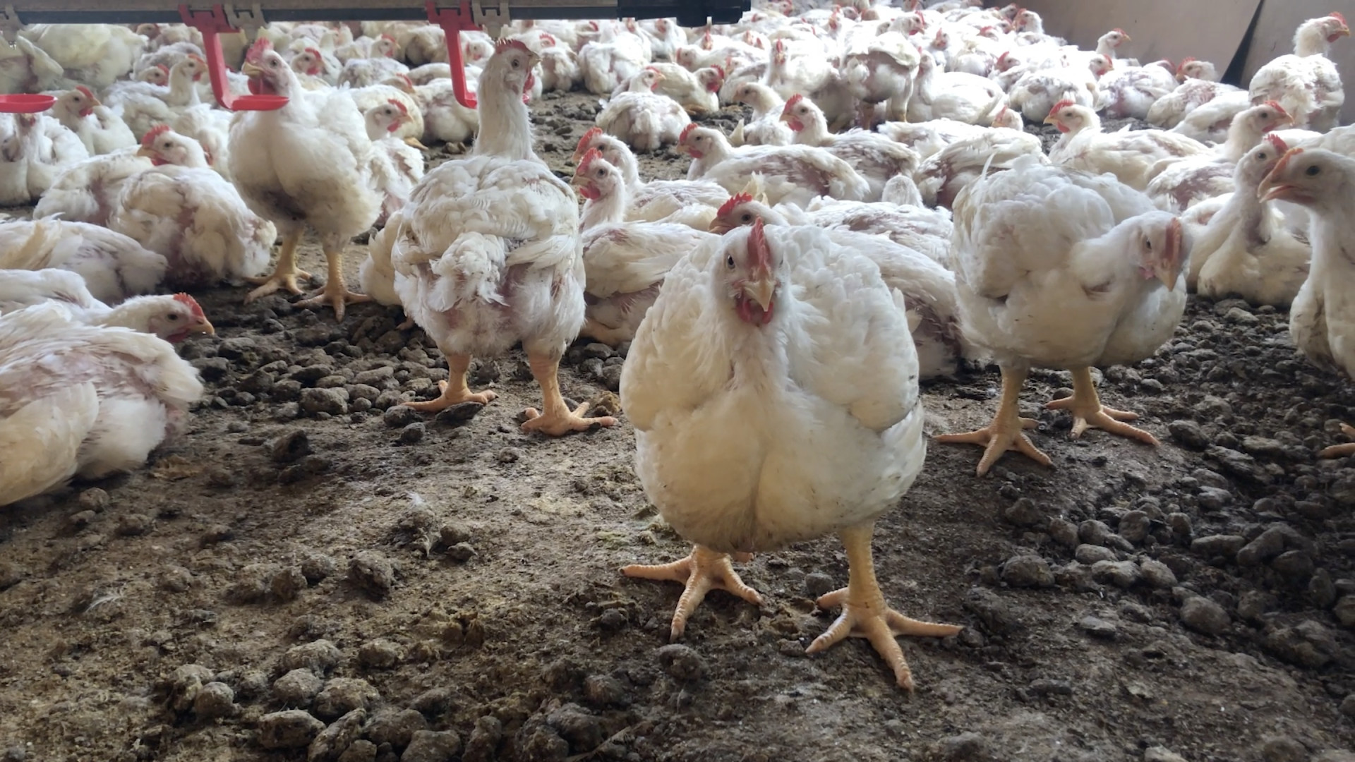 ￼INVESTIGAÇÃO da Mercy for Animals mostra o ambiente de criações de galinhas (Foto: MERCY FOR ANIMALS)