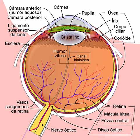 Elas também são utilizadas para finalidades estéticas e terapêuticas, como no tratamento de doenças oculares específicas ou para corrigir irregularidades na córnea.