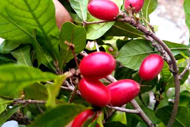 A melhor época para o plantio da miraculina é na primavera e no verão, quando as temperaturas são mais altas, favorecendo o enraizamento e o desenvolvimento da muda.