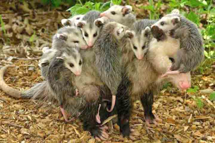 Do ponto de vista biológico, o saruê pertence ao grupo dos marsupiais, o mesmo das cuícas e dos cangurus, caracterizados pela bolsa abdominal das fêmeas, onde os filhotes completam parte do desenvolvimento. 
