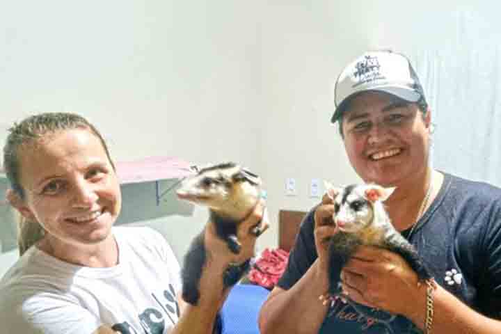 Essa função faz dele um aliado involuntário dos moradores, ajudando a reduzir populações que se proliferariam rapidamente sem predadores naturais. 
