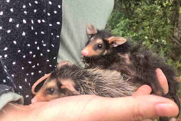 A convivência entre humanos e saruês, no entanto, exige informação e cautela. Embora traga benefícios, ele ainda é um animal silvestre e não deve ser alimentado ou encurralado. 
