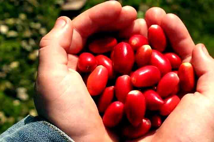 Por afetar a respiração, um choque anafilático pode levar à morte se não for tratado de imediato. Por esse motivo, o consumo deste fruto deve ter cuidados especiais.
