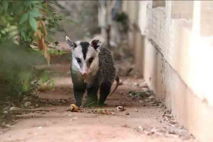A ciência e ações educativas têm mostrado que, apesar do semblante peculiar e do cheiro característico que exalam quando estressados, os saruês são pacíficos e fundamentais para as dinâmicas ambientais tanto nas cidades quanto nas áreas rurais. 
