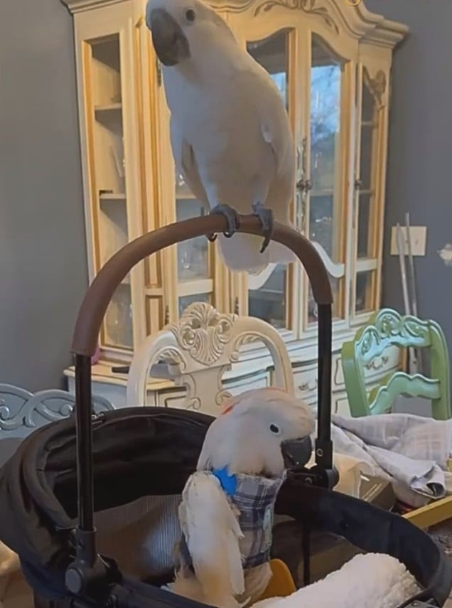 Na Califórnia, uma cacatua cega de 50 anos chamada Dino teve a vida transformada após ser acolhida por uma voluntária e conhecer Magnolia, outra cacatua que virou sua fiel companheira.