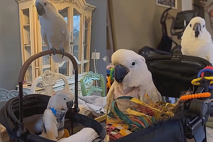 Magnolia percebeu rapidamente a fragilidade do novo amigo e assumiu o papel de cuidadora. “Elas são incrivelmente inteligentes, emocionalmente inteligentes. Magnolia queria muito cuidar dele”, explicou.