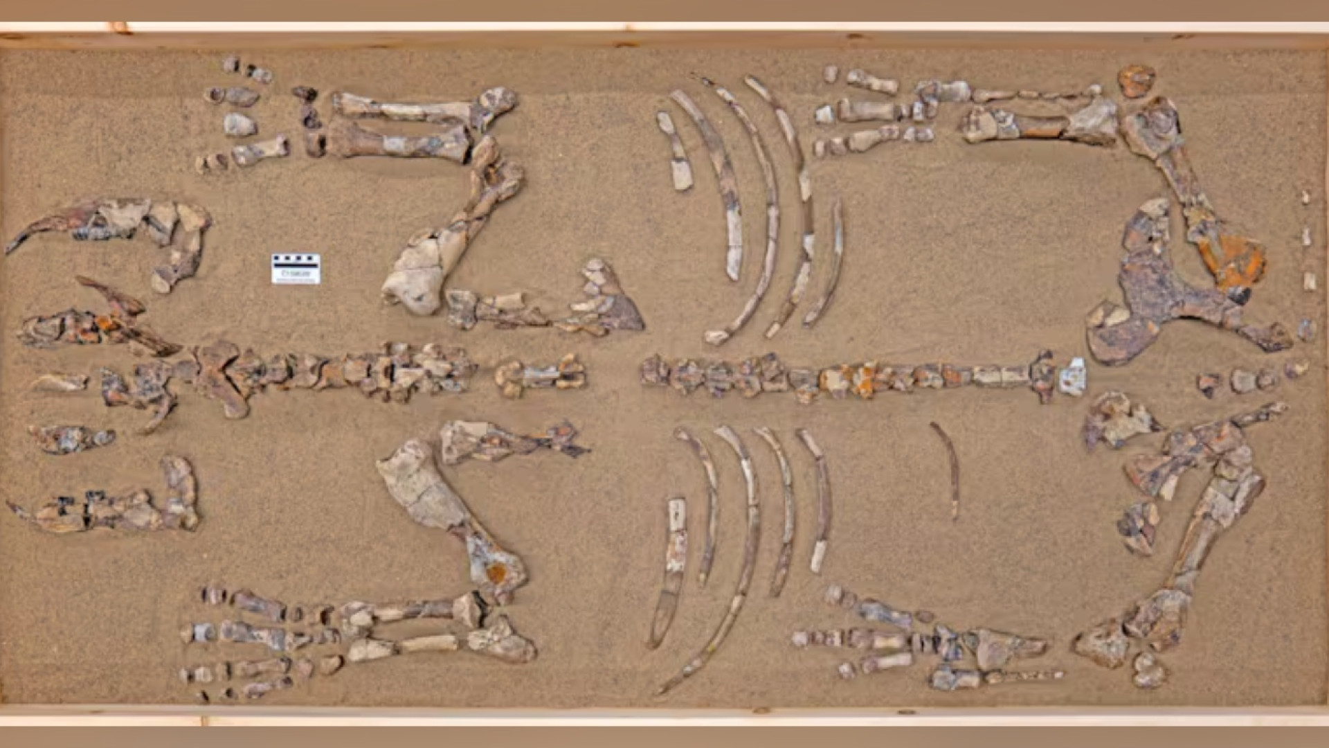 F&oacute;sseis do rinoceronte polar canadense 