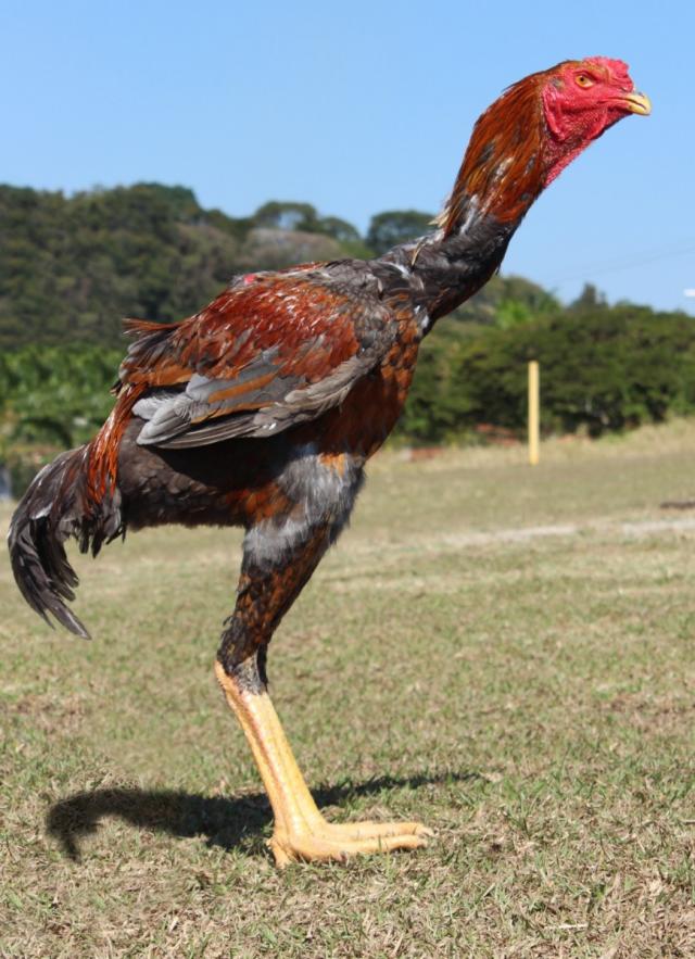 Galos da raça Índio Gigante têm mais de um metro de altura e as fêmeas botam ovos que custam cerca de R$ 1 mil a dúzia. Uma mina para os criadores.