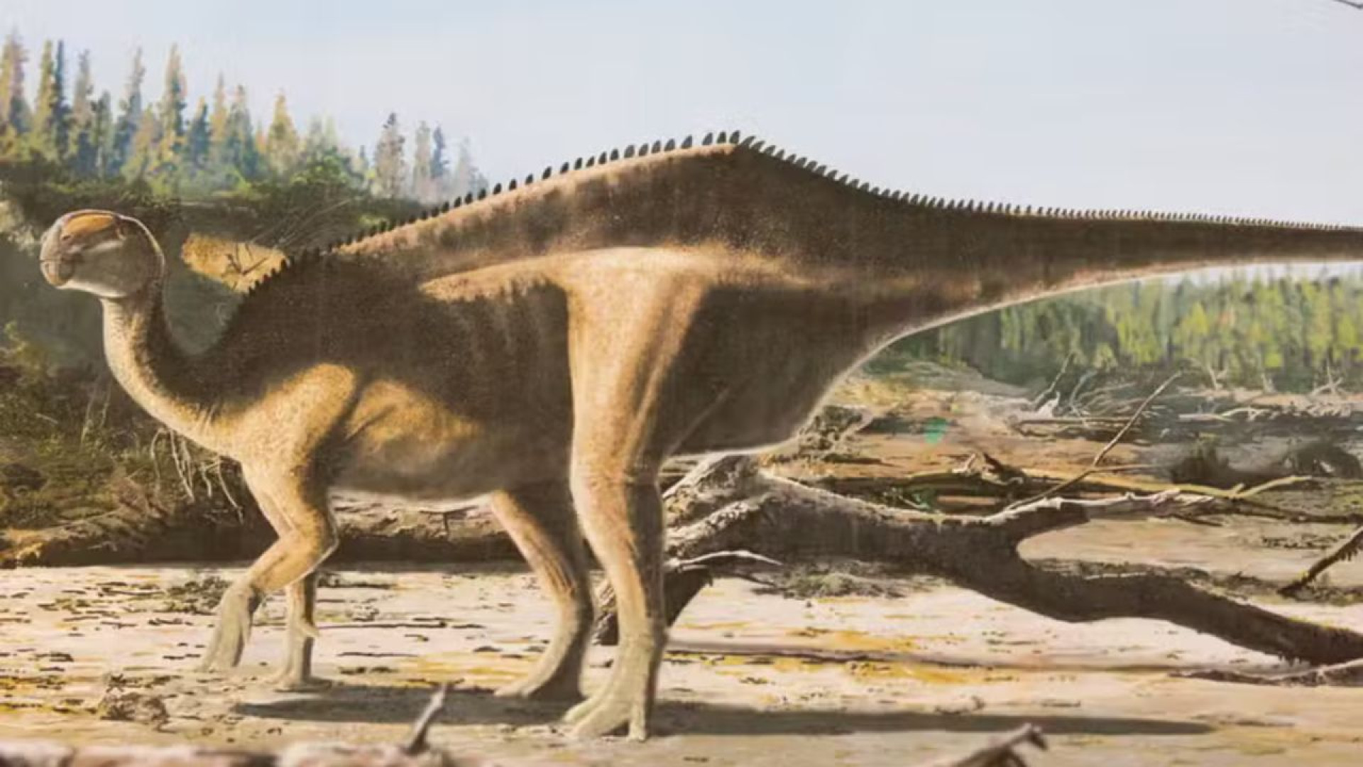 Dinossauro com espinhos dorsais excepcionalmente longos nas costas e na cauda encontrado no sul da Inglaterra