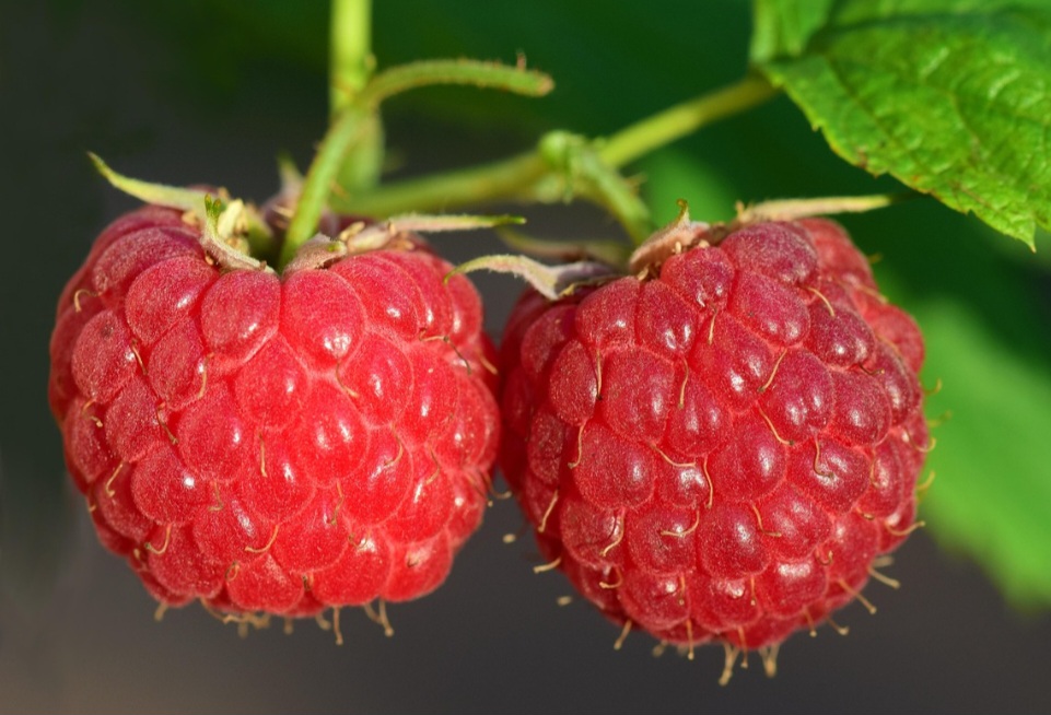Faz parte da família Rubus idaeus, sendo fruto da framboeseira. Por possuir grande capacidade de propagação, a planta precisa ser desmanchada e as mudas transplantadas para outro local a cada três ou quatro anos, para que a concorrência entre os ramos não afete a produção. 