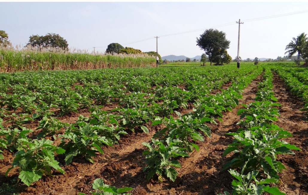 Inicialmente, a berinjela era cultivada como planta ornamental. Com o tempo, passou a ser usada na culinária, e é um alimento apreciado em diversas culturas. Além de ser um legume nutritivo, possui um simbolismo que a liga à prosperidade, abundância e até mesmo à proteção.

