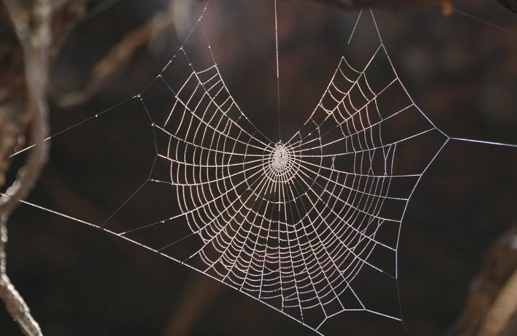 Mas o que são as teias de aranha, afinal? Elas são estruturas produzidas por aracnídeos para capturar presas, proteger ovos e construir abrigos. Elas são feitas de seda, uma proteína extremamente resistente e elástica.