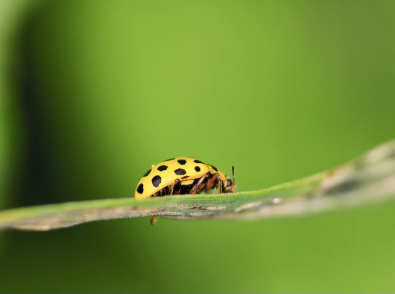 Seu habitat é diversificado, encontrando-se em campos, jardins, plantações e florestas. São insetos adaptáveis, presentes em quase todos os continentes, exceto na Antártida.
