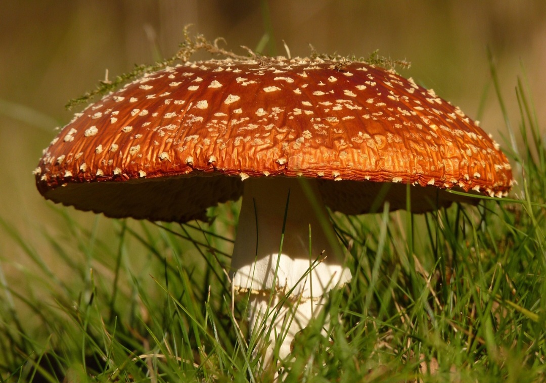 Algumas pessoas podem ter reações alérgicas a certos tipos de cogumelos, mesmo os comestíveis. Outra questão bastante importante é sobre a procedência do item. Fique sempre de olho nos selos de inspeção e quem é o produtor responsável.