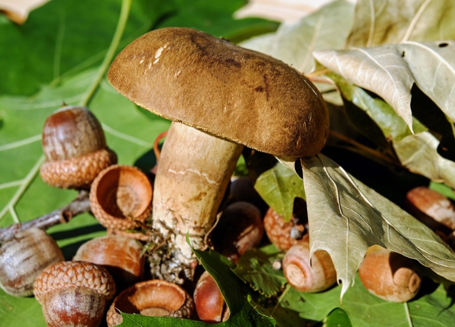 Dessa forma, são organismos multicelulares que se formam através de filamentos finos chamados hifas, que constroem uma rede chamada micélio.