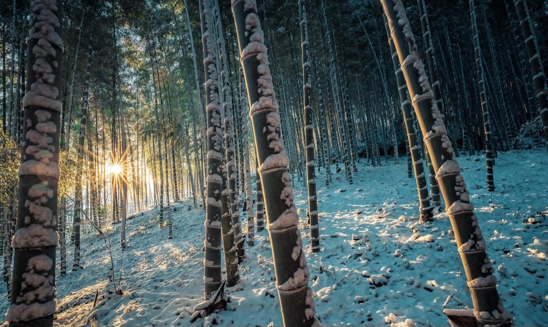 Na América do Sul, evidências arqueológicas revelam que povos indígenas já utilizavam o bambu há cerca de 5 mil anos. No Brasil, apesar da enorme diversidade de espécies, seu uso econômico ainda é tímido, em parte por falta de tradição e por lacunas tecnológicas.