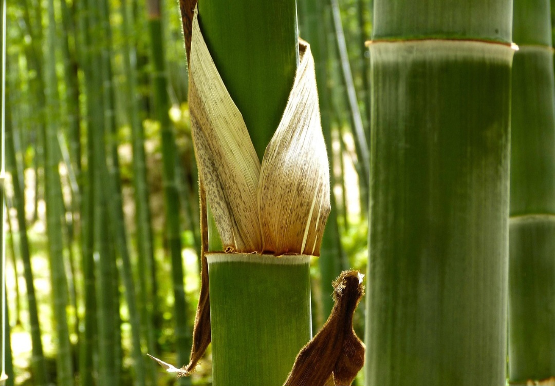 Além disso, há incentivo institucional para que agricultores familiares adotem o cultivo de bambu, por meio da legislação conhecida como “Lei do Bambu”, que trata a planta como um produto agrícola e abre linhas de financiamento.
