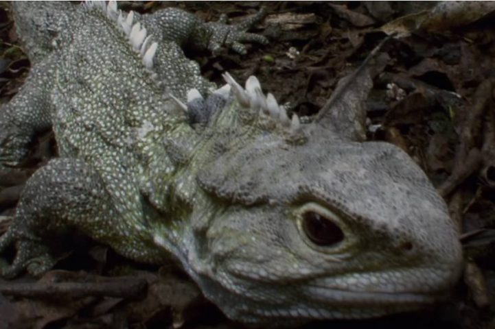 Tuatara (Sphenodon punctatus) é o réptil vivo mais antigo da Terra - mais de 200 milhões de anos. Os tuataras habitam zonas de floresta e praias de cerca de trinta ilhas ao largo da Ilha Norte da Nova Zelândia.
