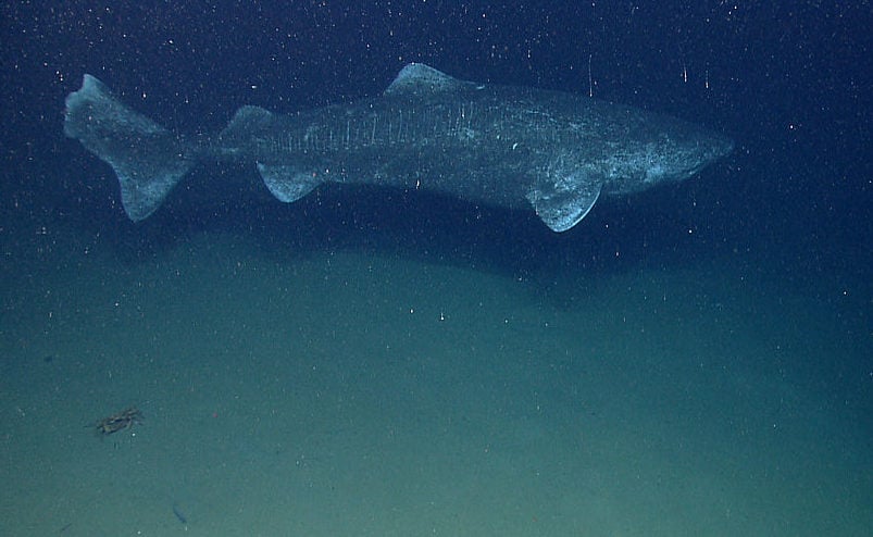 É um grande predador e habita lugares raramente alcançados pelos humanos. Um tubarão da Groenlândia com idade estimada em 518 anos apareceu nas proximidades de Belize, no Caribe em 2023, o que faz dele o animal vertebrado que viveu mais tempo do planeta.