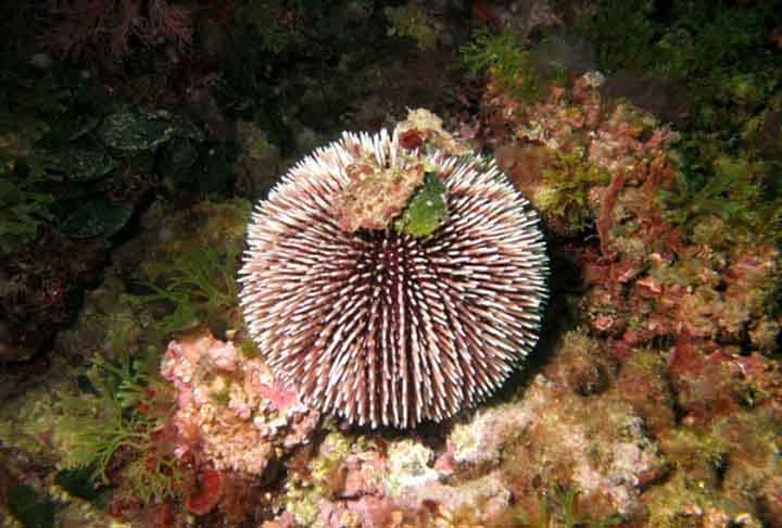 O ouriço-do-mar vermelho tem cerca de 20 centímetros de diâmetro e tem espinhos de até 8 cm. É o maior ouriço-do-mar existente. Ele se alimenta principalmente de algas e pode ser particularmente voraz. Além disso, pode chegar a 200 anos de vida.
