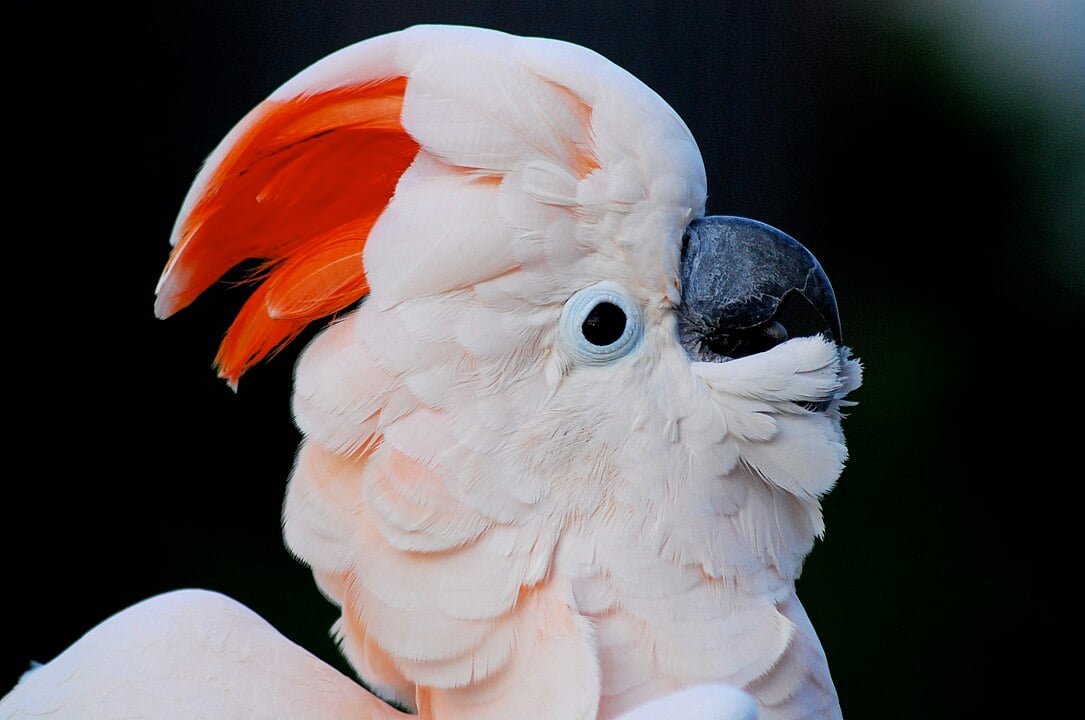 A palavra cockatoo (nome em inglês para cacatua) data do século XX e é derivada do neerlandês kaketoe, que vem do malaio kakaktua. As variantes do século XVII incluem cacato, cacatua e crockadore. 