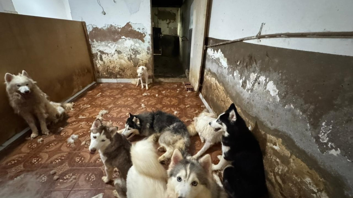 Deputado pede prisão de responsável por manter 130 cães em situação de maus tratos em Canil ilegal