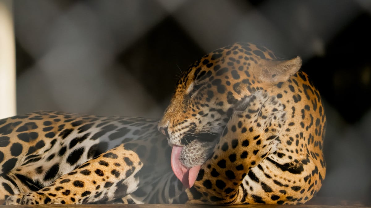 ￼REABERTURA estava prevista para julho de 2025