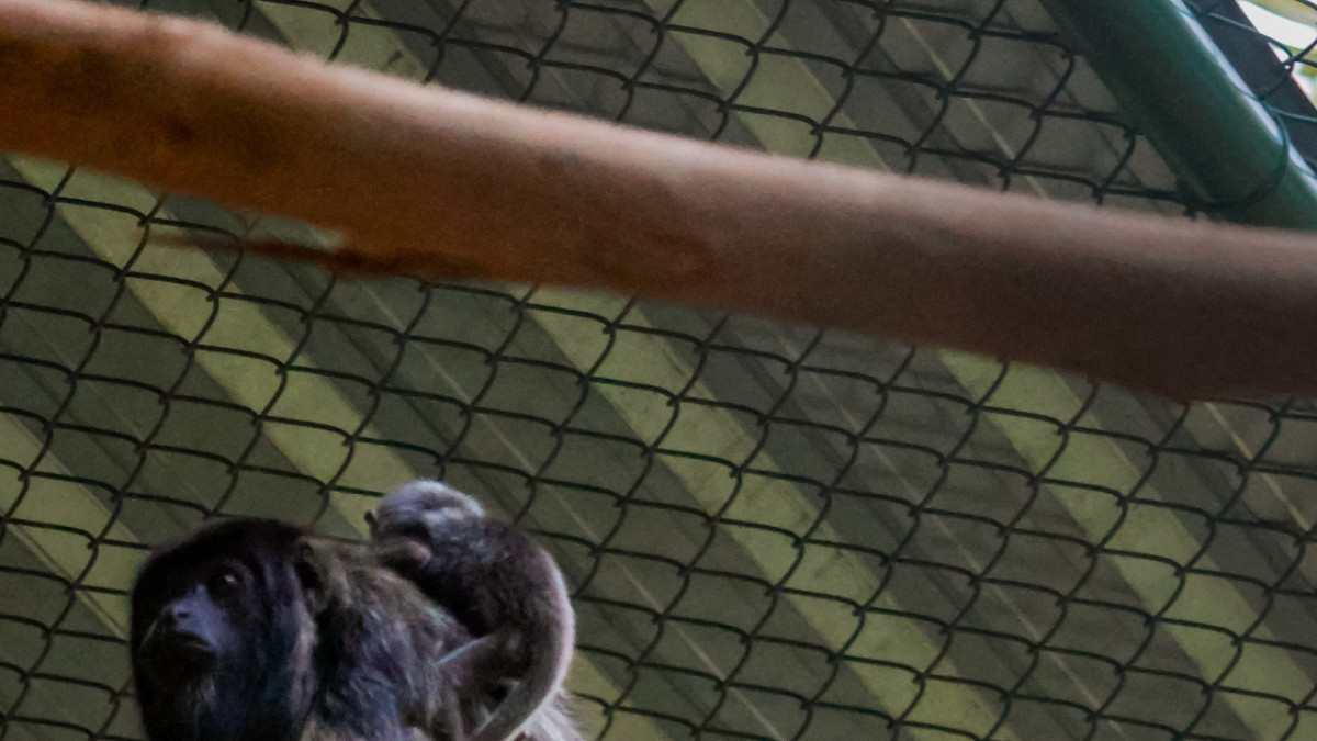 FORTALEZA, CE, BRASIL, 19-12-2025: Familoa de Macacos com filhote. Zoológico Sargento Prata, no bairro Passaré. (Foto: Aurelio Alves  / Jornal O POVO) (Foto: AURÉLIO ALVES)