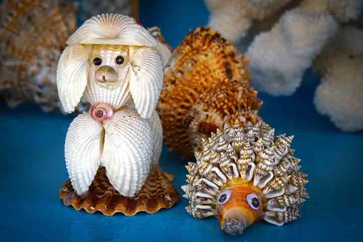 No Brasil, a Lei de Crimes Ambientais (Lei nº 9.605/1998) proíbe o comércio de corais e artesanato com corais (Art. 33), com pena de um a três anos de detenção. O Ministério do Meio Ambiente (MMA) também orienta que a coleta de conchas, pedras, estrelas do mar e ouriços seja evitada em todas as praias do país.
