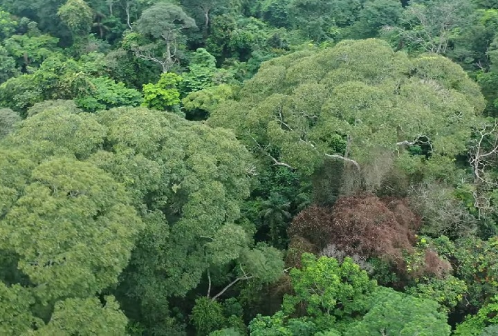 Como a Dipteryx oleifera é mais alta e tem copas largas, sua probabilidade de ser atingida por raios é 68% maior.
