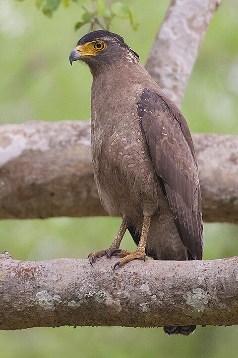 Águia-Serpentária-de-Crista (Spilornis cheela) - Faz parte do grupo das Águias-Serpentárias, que têm esse nome porque são conhecidas por caçarem serpentes.  Esta águia marrom-escura, de tamanho médio a grande, é atarracada, com asas arredondadas e cauda curta. Encontrada em florestas na Ásia tropical .  Possui uma crista distinta e adaptações para caçar répteis e pequenos mamíferos.