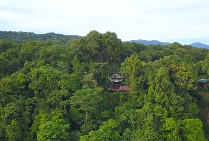 Essa árvore pode atingir alturas superiores a 40 metros e desenvolver copas largas e densas, o que a torna uma das espécies dominantes nessas florestas tropicais.
