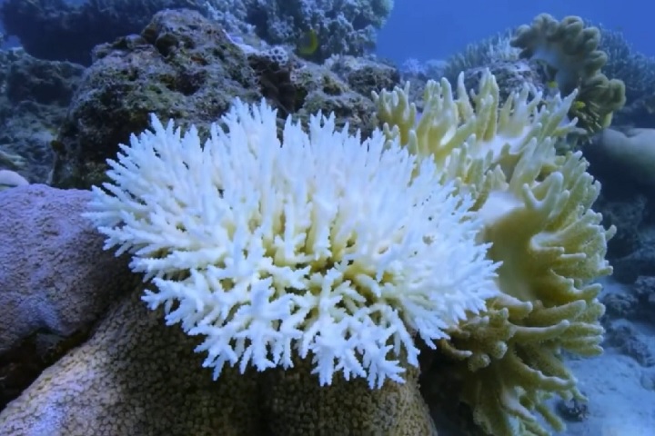O estudo focou em três áreas de branqueamento em Alagoas: Maragogi, Paripueira e Maceió.
