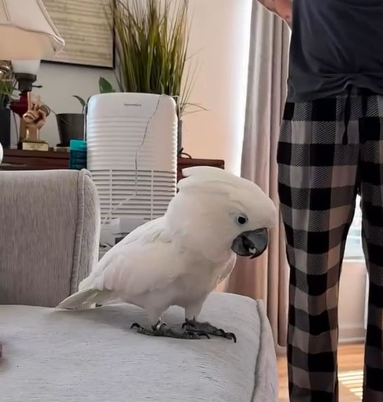 Sophie, uma cacatua brincalhona e ciumenta, sempre foi a “rainha da casa” para o músico americano Tyler Rayn. Por isso, ao adotar Nora, uma filhote de labradoodle, ele temeu que a ave não aceitasse dividir espaço e atenção.