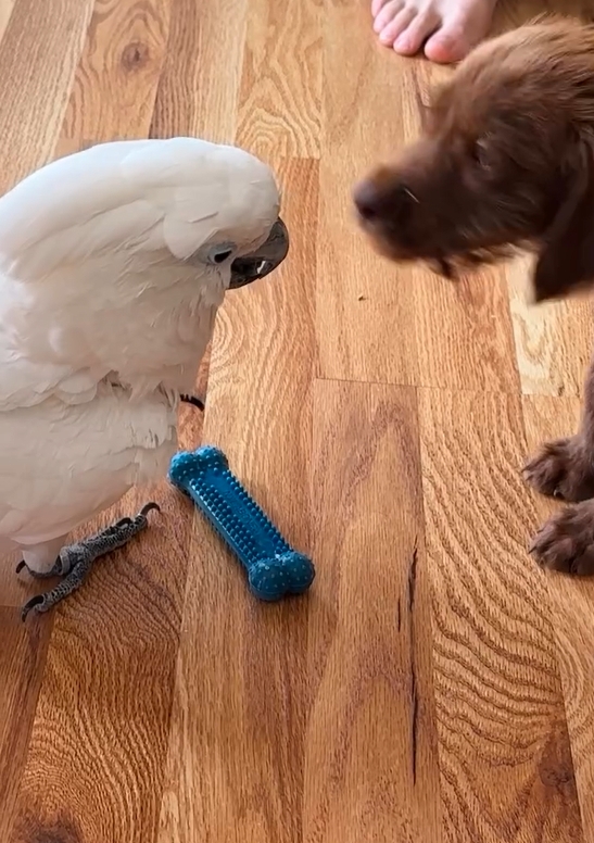 A preocupação fazia sentido: cacatuas criam laços intensos com seus tutores e podem reagir mal a novos companheiros. Mas, para surpresa de Tyler, aconteceu o oposto. Sophie se aproximou de Nora com cautela e curiosidade, logo aceitando sua presença.
