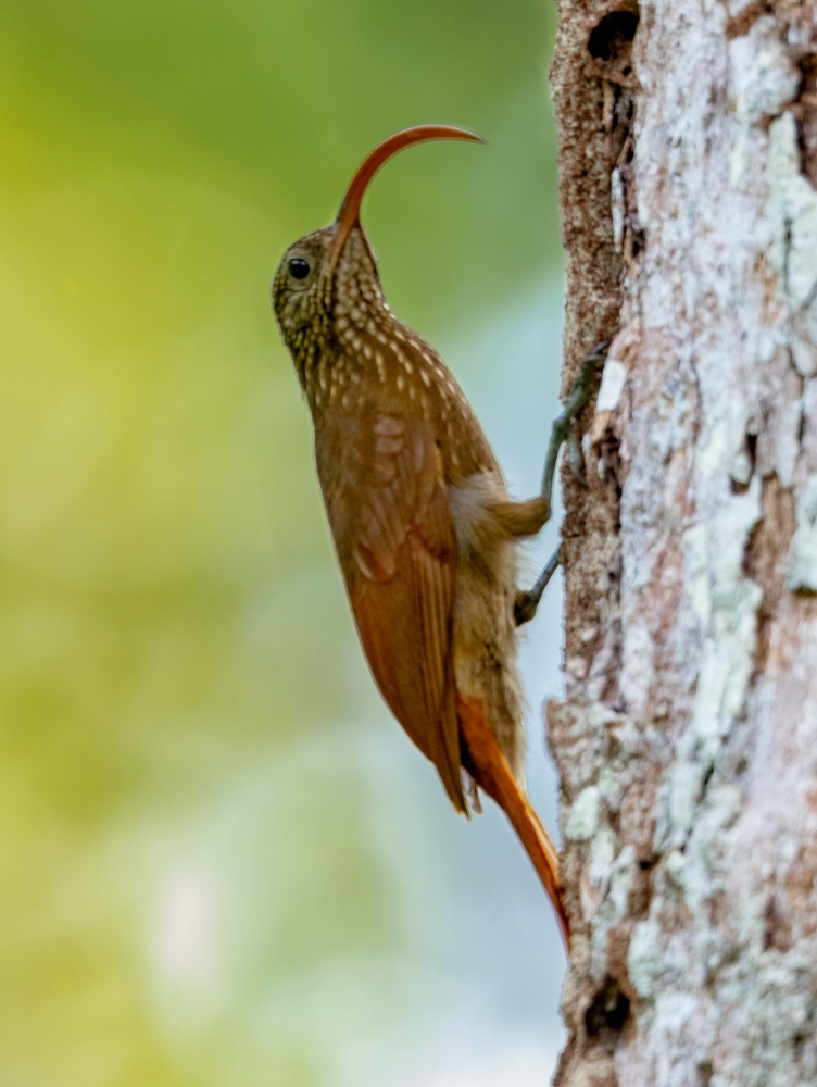 Arapaçu-de-bico-curvo (Ortalis vetula) – Seu bico curvado e forte facilita a alimentação de frutos e sementes duras. Vive em florestas tropicais da América Central e do norte da América do Sul.
