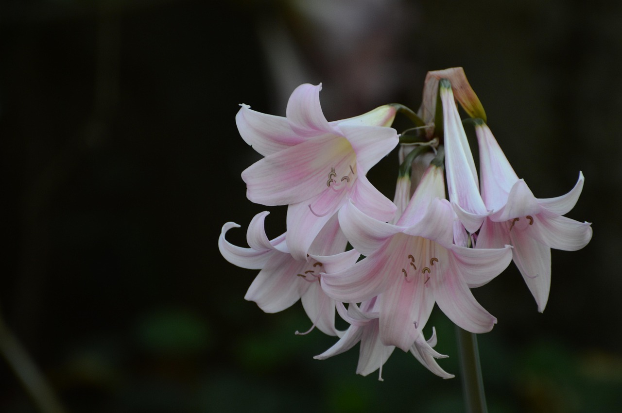 Alguns lírios são muito perfumados, como os orientais, enquanto outros têm perfume suave ou quase imperceptível, como os asiáticos.
