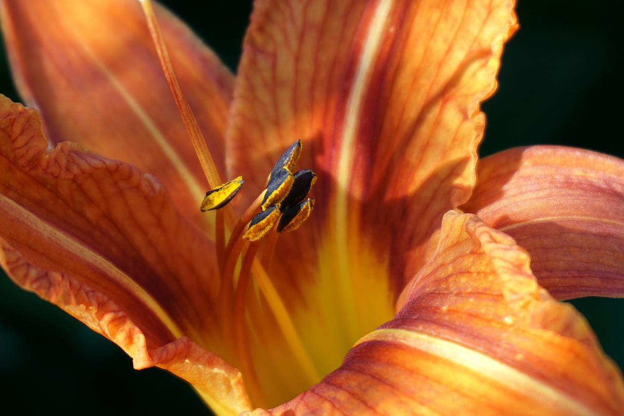 Desse modo, os lírios, em regra, têm preferência por ambientes ensolarados ou parcialmente sombreados com solos bem drenados. O solo, além de ser bem drenado, deve também ser rico em matéria orgânica.
