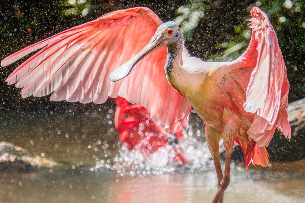 Colhereiro-americano (Platalea ajaja) – Seu bico achatado e em forma de colher auxilia na captura de pequenos peixes e crustáceos ao agitar a água. Habita áreas úmidas das Américas, do sul dos Estados Unidos até a Argentina.