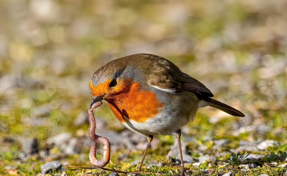 Um estudo publicado na Proceedings of the National Academy of Sciences revelou que a pandemia de Covid-19 influenciou no formato do bico de aves urbanas nos Estados Unidos. Pesquisadores observaram mudanças no junco de olhos escuros, espécie comum em cidades.