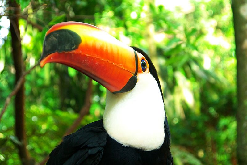 A seguir, conheça alguns dos animais com bicos extraordinários do planeta. Alguns são mais discretos, mas têm uma potência 
admirável. Outros são bem chamativos. E existe até bico curvado, que poucas pessoas já viram. Confira. 