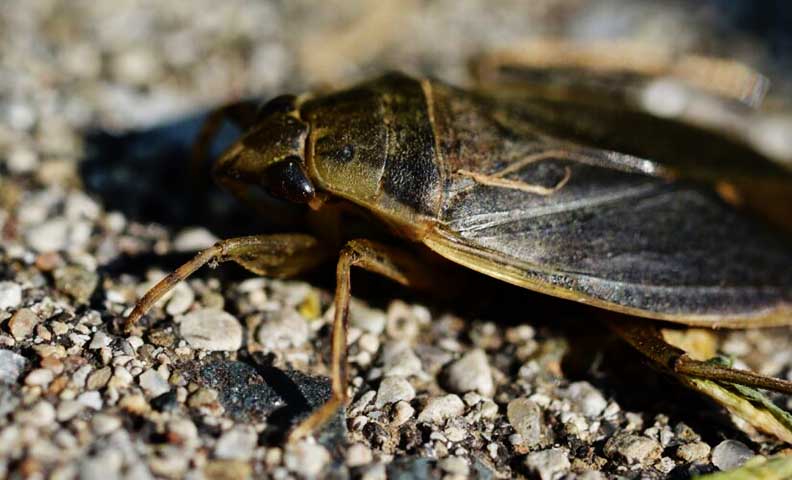Pesquisadores do Japão descobriram informações interessantes sobre um inseto temido por muitos: a barata gigante aquática (cientificamente chamada Lethocerus indicus).