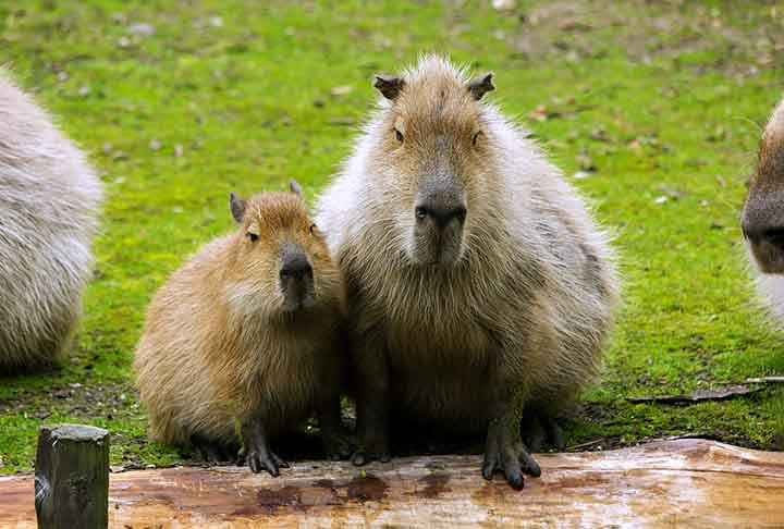 Afinal, você sabia que todo dia 14/09 se comemora o Dia Internacional da Capivara? A data surgiu como uma homenagem a esse amigável roedor, que é o maior do mundo. 
