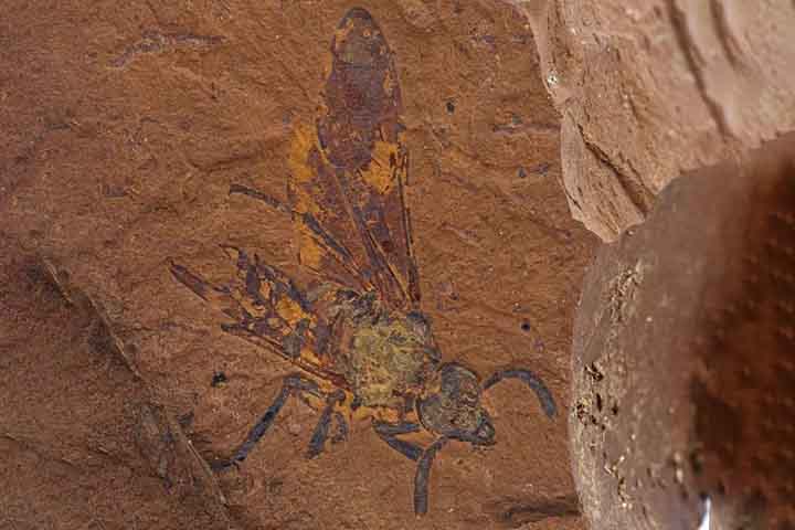 Em março de 2025, pesquisadores acharam em Novas Gales do Sul, na Austrália, o fóssil de uma espécie até então desconhecida de mosca-serra. O inseto fossilizado pode ter até 15 milhões de anos. No mínimo 11 milhões. 
