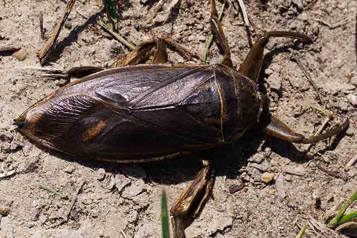 Diferentemente de outras baratas, elas não possuem asas funcionais, embora tenham estruturas alares reduzidas. 