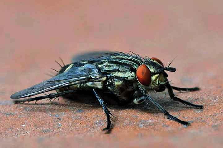 Até por conta disso, apesar de seu pequeno tamanho, as moscas representam um incômodo significativo e podem ser vetores de diversas doenças.