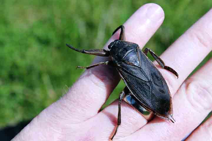 Apesar da sua má fama, as baratas gigantes aquáticas desempenham um papel importante no equilíbrio ecológico dos habitats que ocupam, controlando populações de pequenos animais aquáticos e contribuindo para a saúde do ecossistema. 